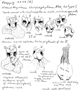 Vorschaubild Pleurothyrium chrysophyllum Nees